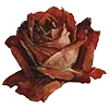 🌹