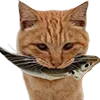 🐱