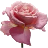 🌸