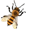 🦋