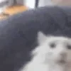 peepo — Telegram emoji pack