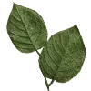 🌱