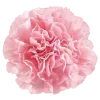 🌸