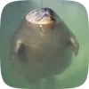 🦭