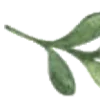 🌿
