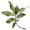 🌿