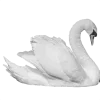 🦢