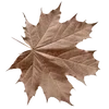 🍂