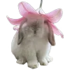 🐇