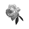 🌸