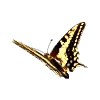 🦋