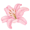 🌺