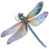 🦋