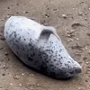 Seal — Telegram emoji pack