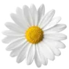 🌼
