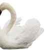 🦢