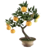 🍋