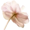 🌸