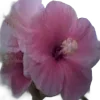 🌸