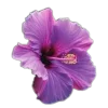 🌸