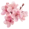 🌸