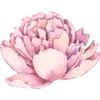 🌸