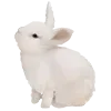 🐇