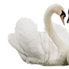 🦢