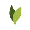 🌱