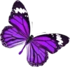 🦋
