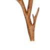 🪵