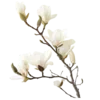 🌸