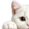 ⭐