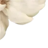 🌼