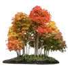 🍁