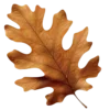 🍂