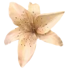 🌼