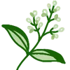 🌱