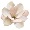 🌸
