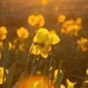 ☀️