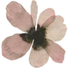 🌸