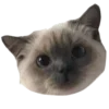 😺