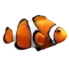 🐠