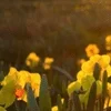 ☀️