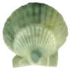 🐚
