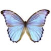 🦋