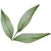 🌿