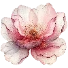 🌺
