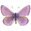 🦋
