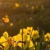 ☀️